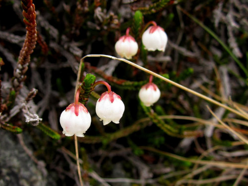 chaerea: White mountain heather by Chaerea Via Flickr: