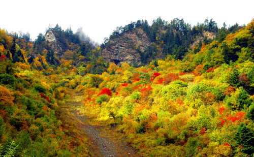 jinchuan, located in the west of sichuan province, china. colorful trees in autumn and pear blossoms