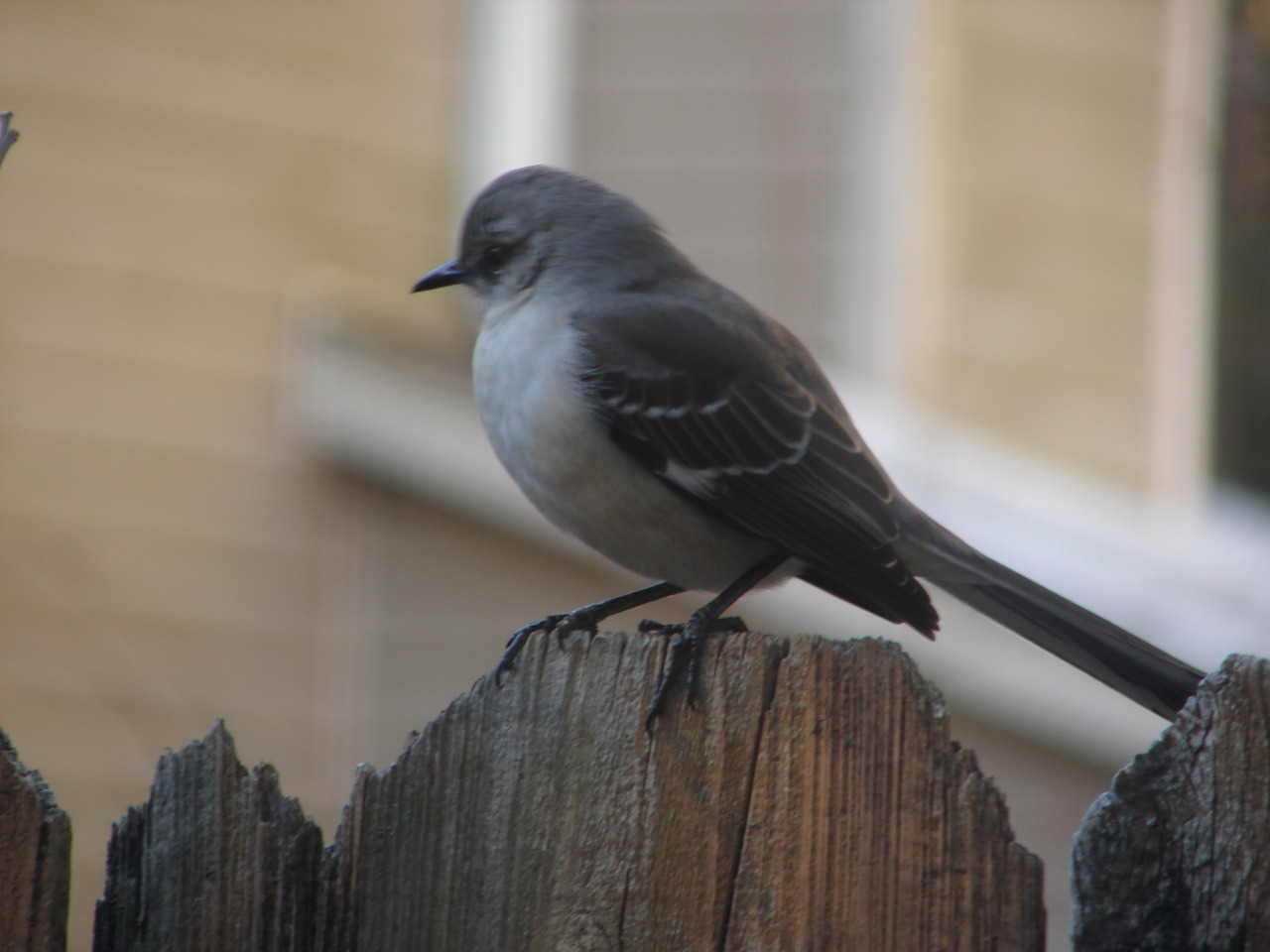 If that mocking bird don’t sing. Back yard birds