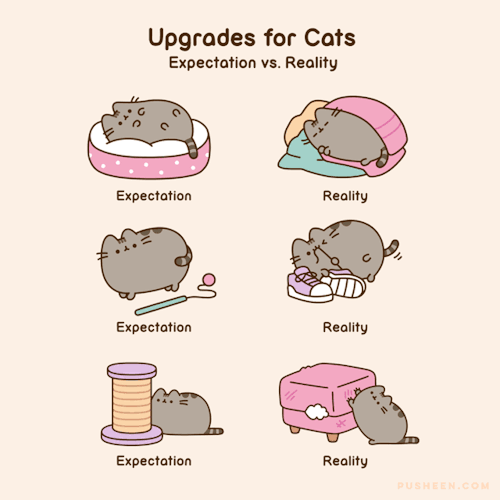 itamicio05 - catloversinceiwasborn