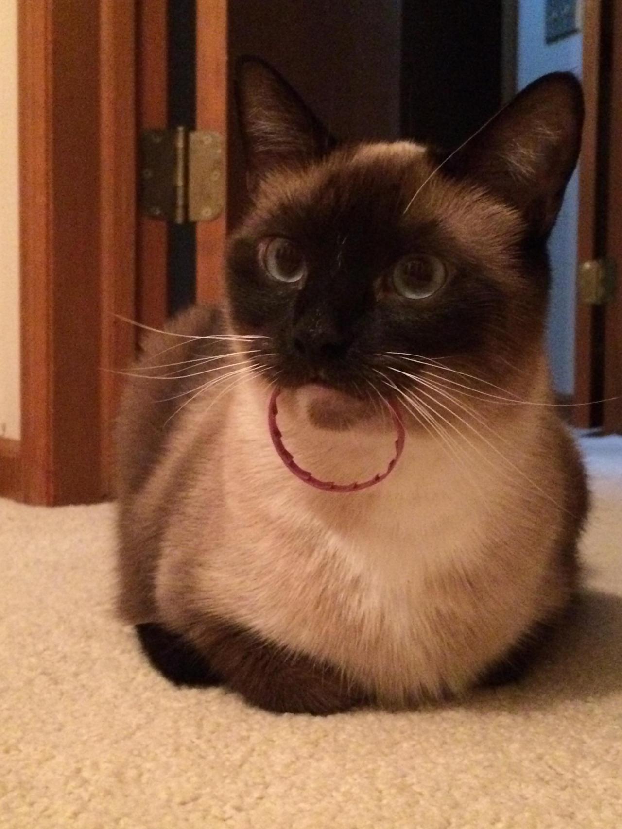 awwww-cute:  This is Michael. He loves milk rings. (Source: http://ift.tt/1qAugmN)