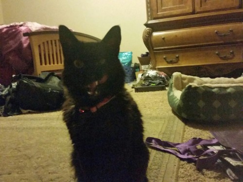 She was so happy haha she started meowing all super excited as soon as I came in my room and showed her the bag, she already knew haha awww so cute, just look at her face, she looks so flabbergasted and dumbstruck in the third pic lmao