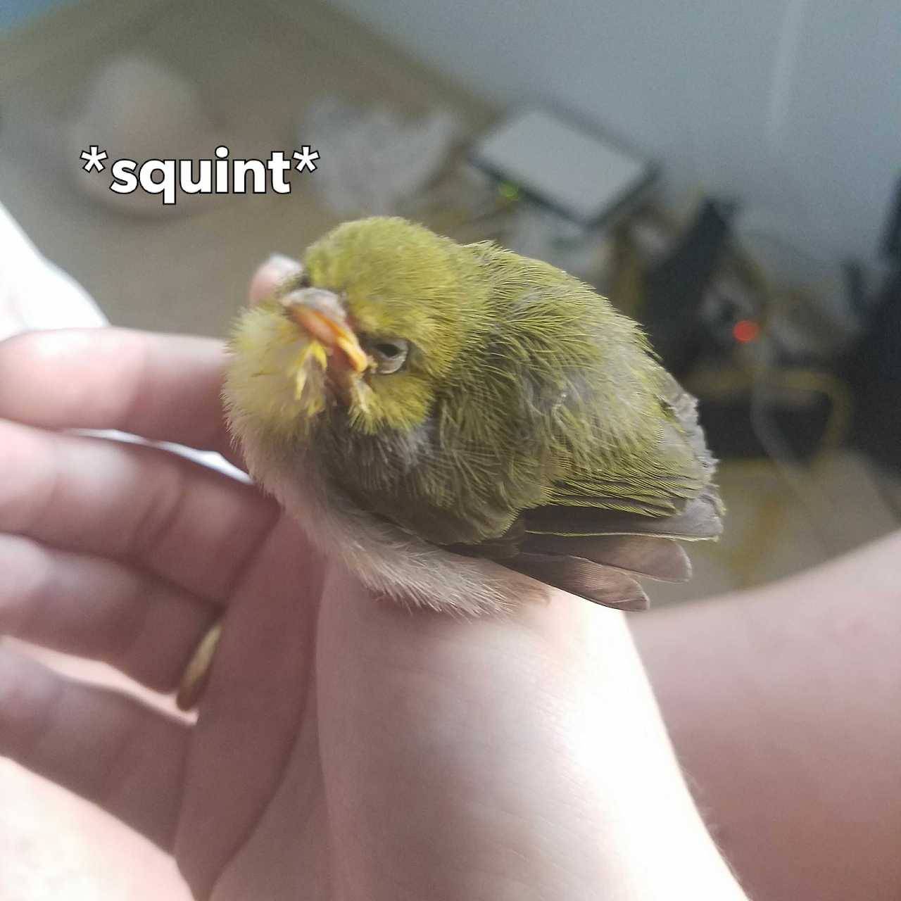 importantbirds:  distRUST