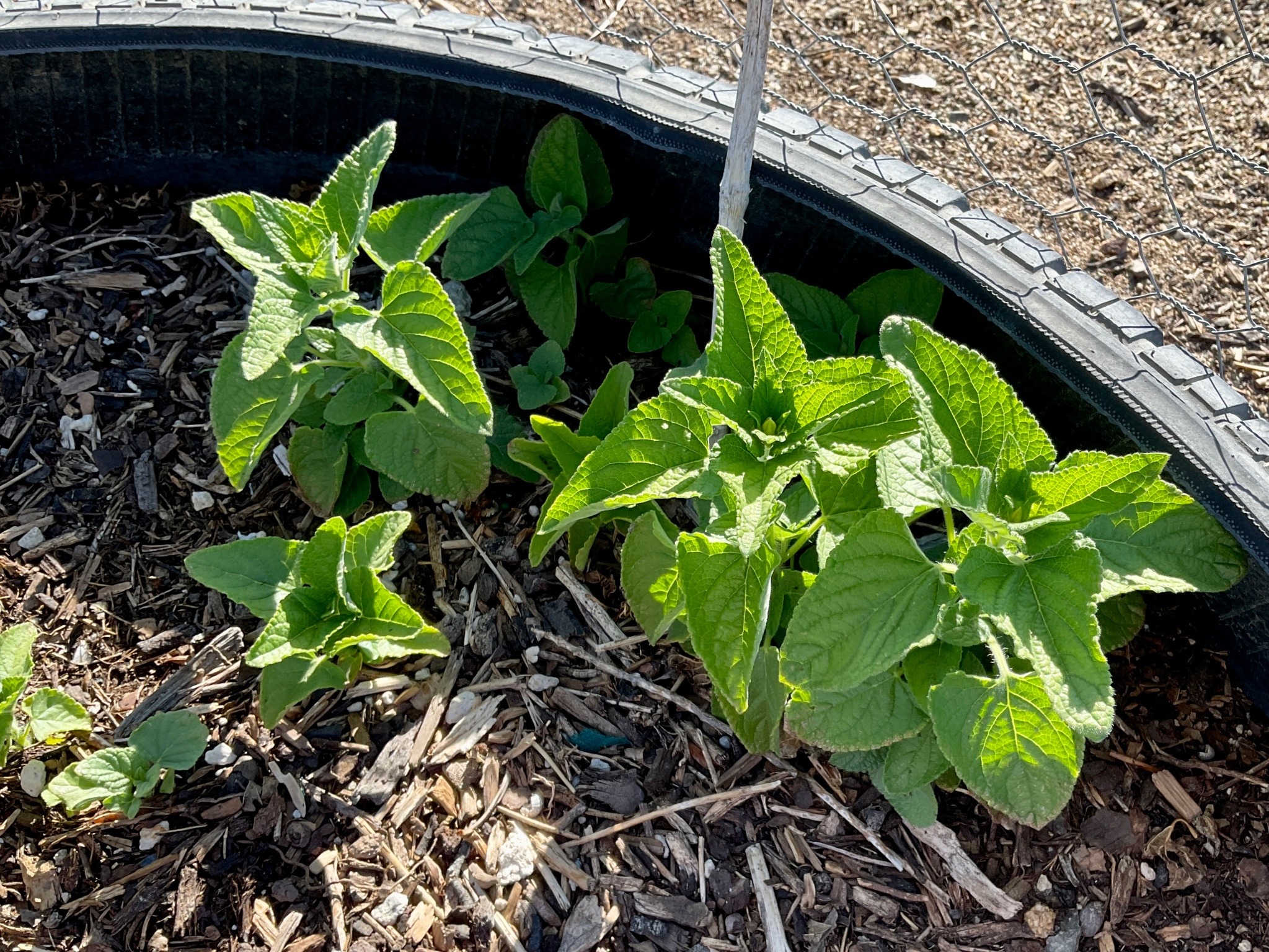 A tire planter full of young, green salvia plants, ranging from an inch to several inches tall.