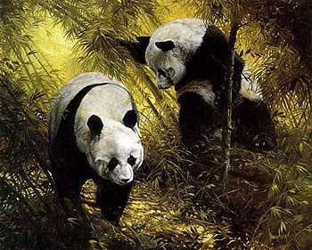 Panda Pair by S Hodge