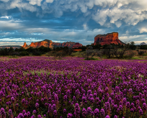 drxgonfly:Arizona Wildflowers (byGuy Schmickle)Flagstaff & Sedona Arizonawebsite | art show sche