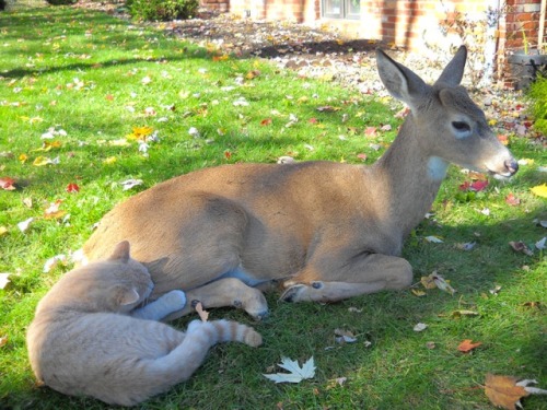 cursed-amulet:my dream is to live in a place where cute forest critters wander into my yard and make friends with my pets 