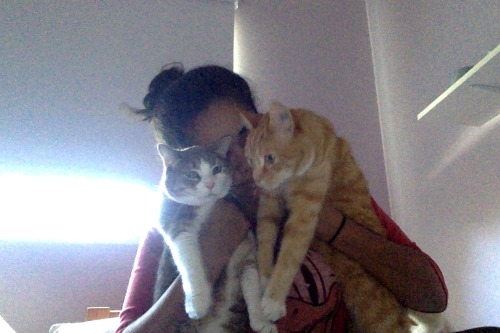 disneyismyescape: It’s apparently national hug your cat day helpand apparently my cats dont li