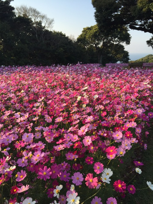 pap6r: nokonoshima island park のこのしまアイランドパーク