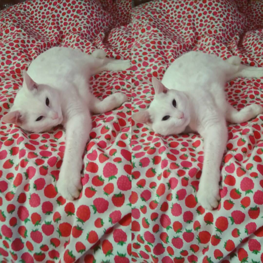 #whitecat #catstagram #whitecatsofinstagram #sleepy #lazycat #naptime #Meko