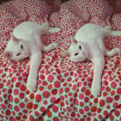 #whitecat #catstagram #whitecatsofinstagram