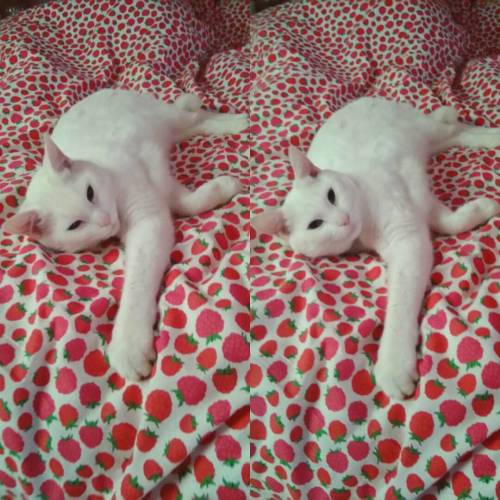 Porn Pics #whitecat #catstagram #whitecatsofinstagram