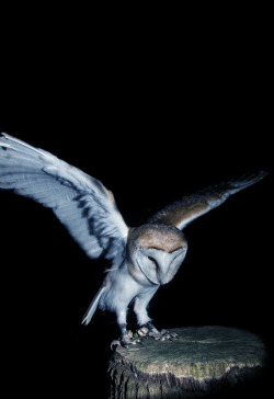 johnnybravo20:  Barn Owl (by Gavin Hewitt) 