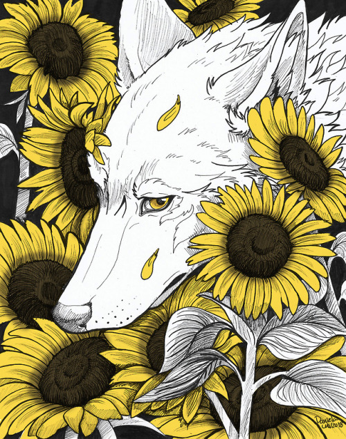 loba-maior - Lost in the Sunflowers...