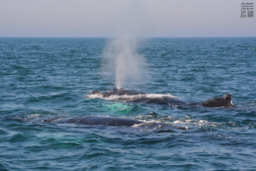 A few more photos from our day with the Brier Island Whale Watching and Seabird Tour in the Bay of F