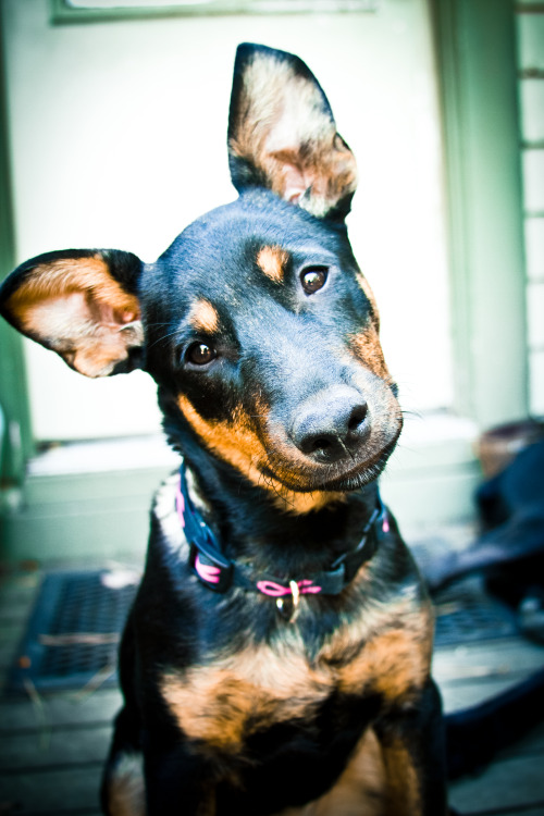 handsomedogs:  My sisters puppy Sailor Doodle, not sure what her breeds are. 
