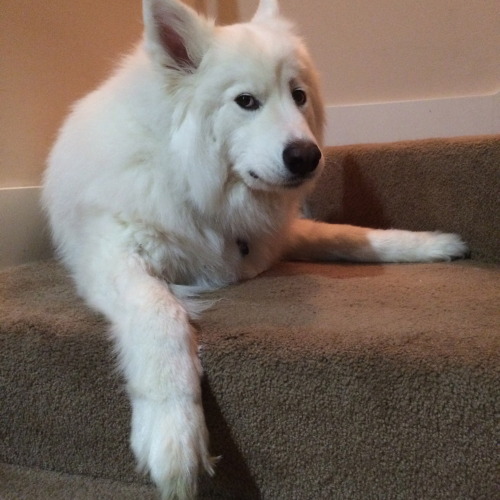 skookumthesamoyed:Skookum and the Adams Peanut Butter Jar, A Tragic Tale of Desire and Loss