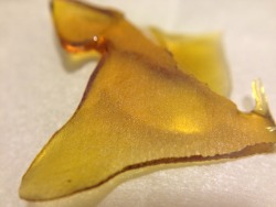 tripp-sixx:  Kosher Kush - Gold Coast Extracts