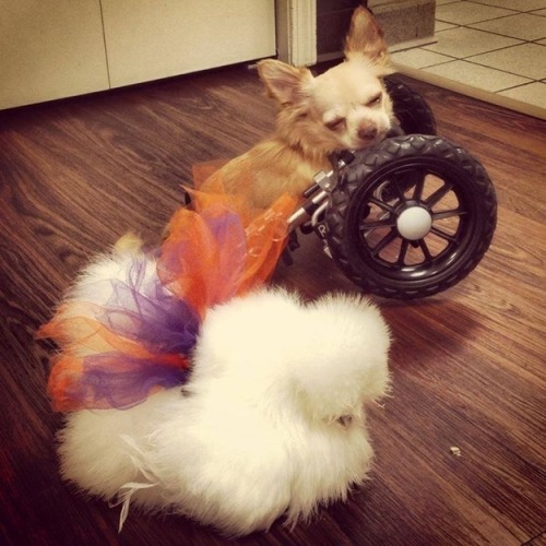 sad-herbivore:  In case you’re having a bad day, meet Roo, the two-legged chihuahua, and Penny, the fluffy chicken, who just happen to be best friends. Both were rescued by Duluth Animal Hospital and now spend their days together. 