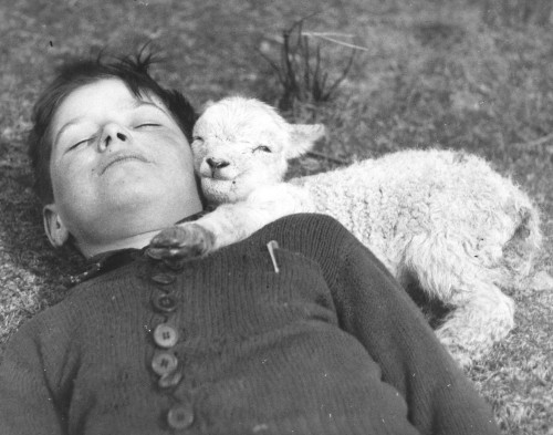 history-inpictures: A newborn lamb snuggles up to a sleeping boy, 1940