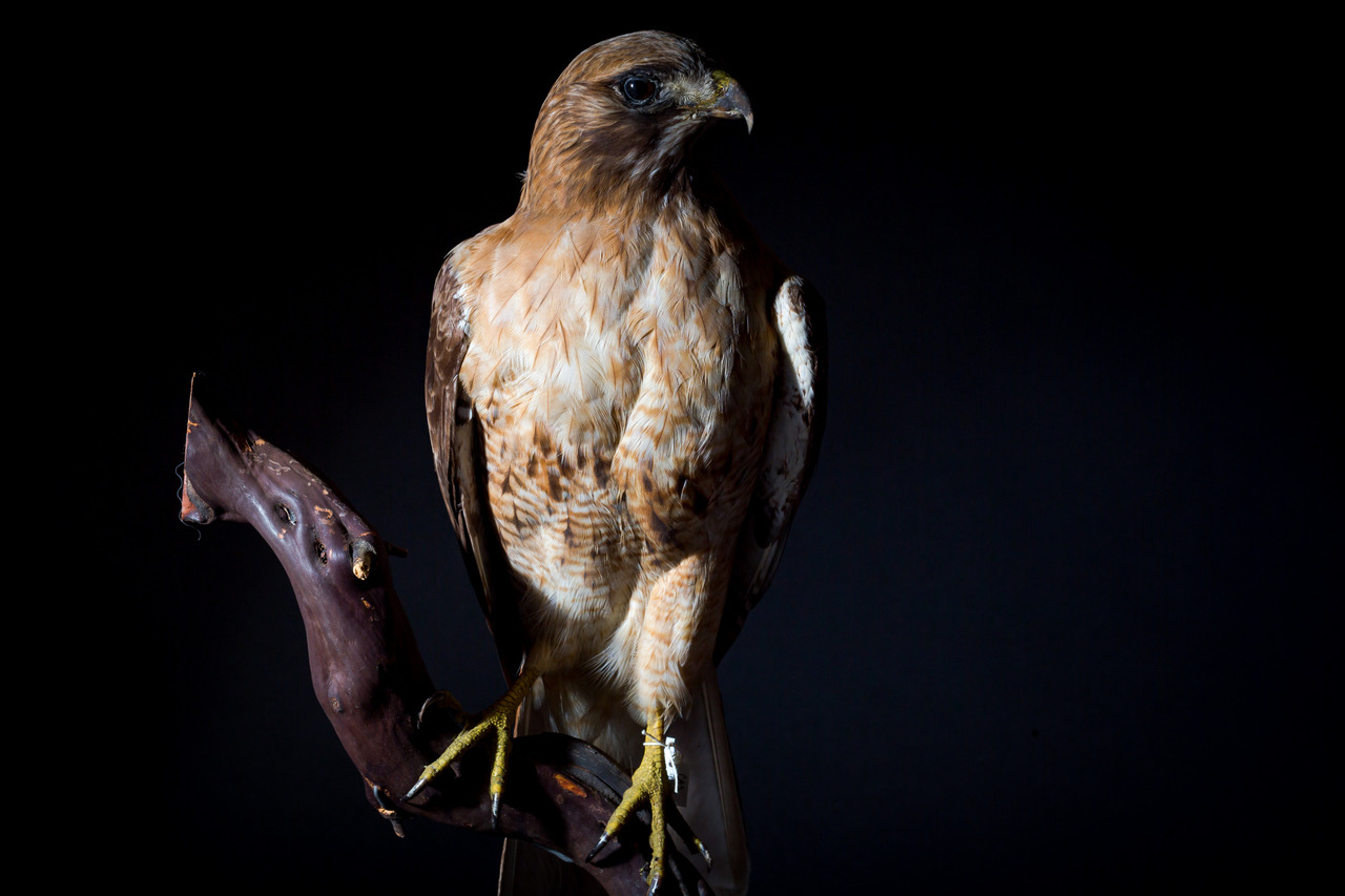 Red-tailed hawk / CAS-ORN 92406
Scientific name: Buteo jamaicensis
Higher Geography: North America
Department: Ornithology & Mammalogy, image © California Academy of Sciences