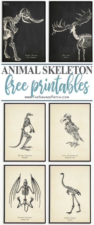 halloweencrafts:10 Animal Skeleton PrintablesTo get these free printables you have to subscribe to T