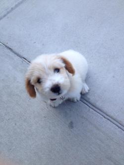 Awwww-Cute:  I Met This Little Girl Today And She Melted My Heart. This Is Lola 
