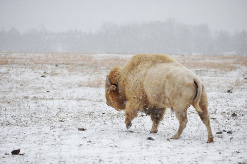 animalids:American plains bison (Bison bison bison)Photo by photoman356