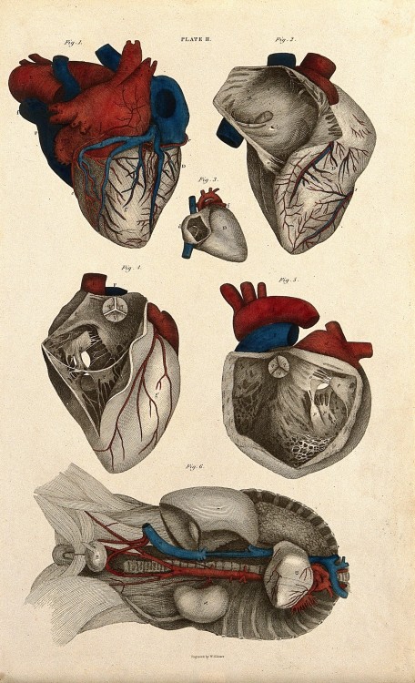 themedicalstate: Heart with blood vessels and nerve by W.H. Lizars, 1822/1826.