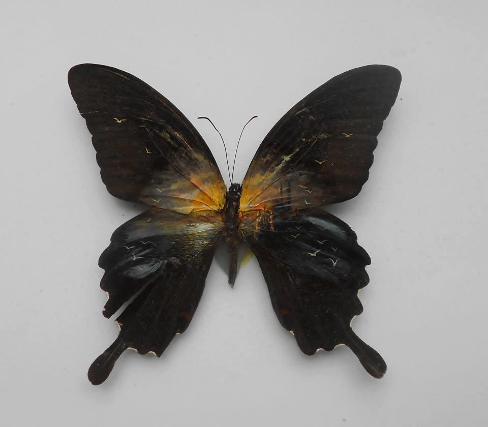 fer1972:  Intrincated (and Unbelievable) Paintings on Butterflies by Hasan Kale NOW,
