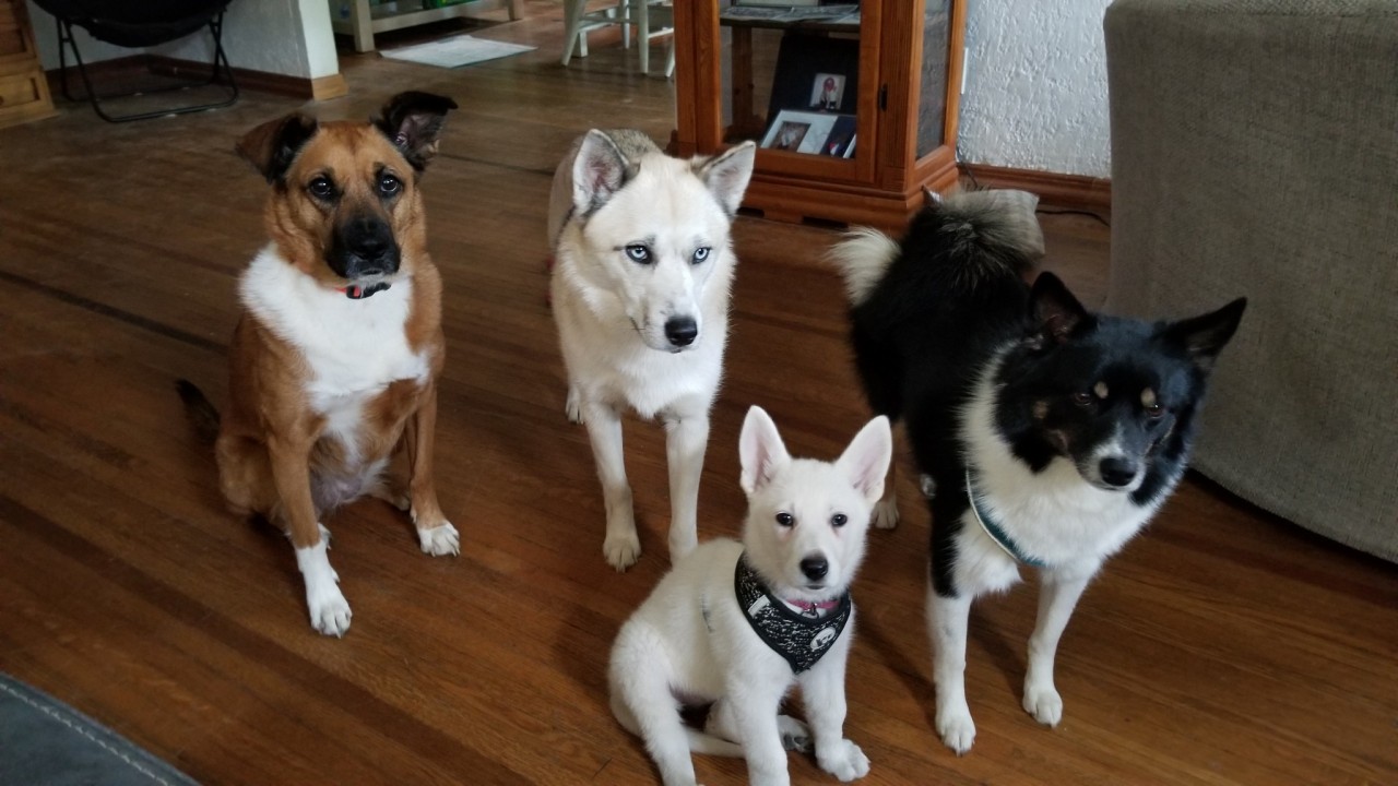 katiiie-lynn:Pack update 🐾Astrid continues to fit in well with everybody and is learning what “outside” means and to sit at the door for it (despite still going potty several times a day inside). Last night she finally learned how to go