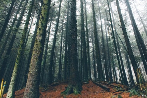 dpcphotography:Into the woods ☁️🍂