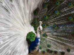 stunningpicture:  Half-Albino Peacock 