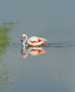 llbwwb:  Flamingo on Lake Nakuru by Sarah Ahern (by Exodus Travels - Reset your compass)