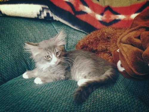 catladychronicles:Obi as a baby