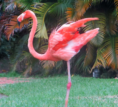 that-thing-you-roo:  goosegoblin: jafarsapologist:  goosegoblin:   jafarsapologist:  goosegoblin:   dreamingofsparklingstars:  Greater Flamingo Photo taken by me  I think it might actually be a Caribbean/ American flamingo- it certainly looks a lot closer
