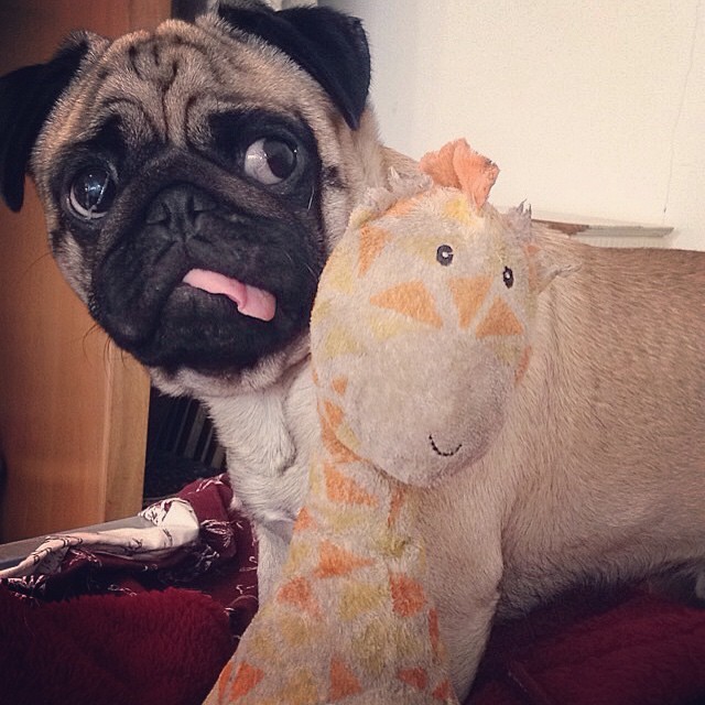ihugpugs:  Dog Lover Shirts: http://bit.ly/1sIvs6I