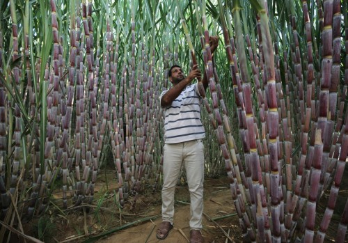 A Palestinian worker checks on the sugar cane farm in the southern Gaza Strip city of Khan Yunis. 