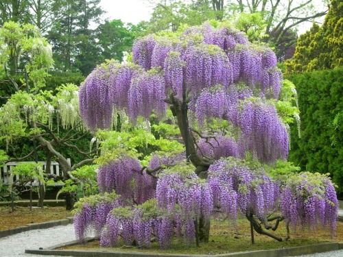 julesofnature:  Wisteria at Longwood Gardens, PA Happy Birthday Lavonne! 