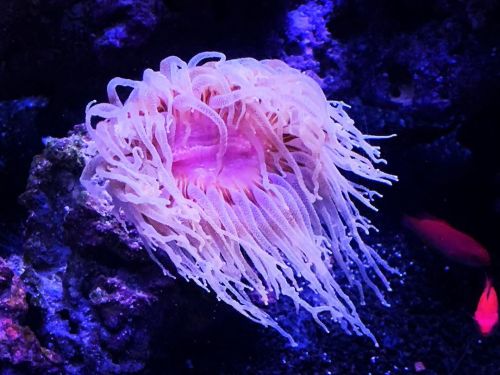 Sea anemone  (at California Academy of Sciences) https://www.instagram.com/p/B4beqiuALS4/?igshid=10xs5bsdkb2u4