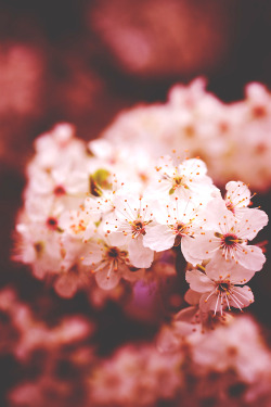 plasmatics-life:  Cherry Blossom | (by Deep Love Photography)
