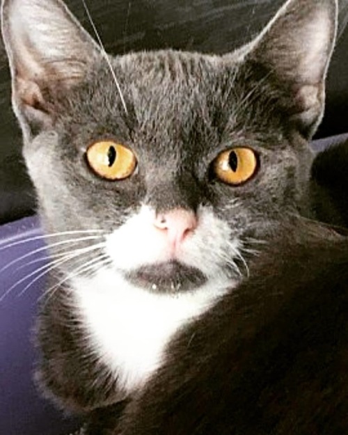 Snapple is a female #kitten available for adoption #AdoptDontShop #kittensofinstagram #meow #PJHuman