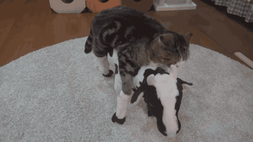 gifsboom:  Maru sleeping on a cow. [video]