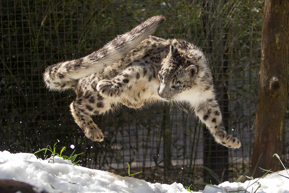 bett-splendens:  sdzoo:  Sunny Spring Day Brings Cool Snow to San Diego Zoo Snow