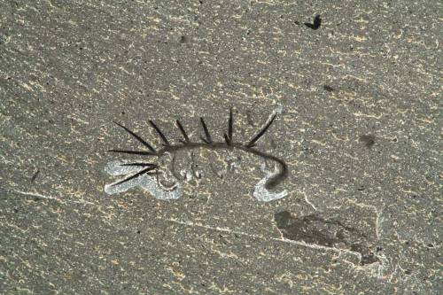 Hallucigenia: Paleontologists Reconstruct Cambrian Worm-Like Creature | Paleontology | Sci-News.com
