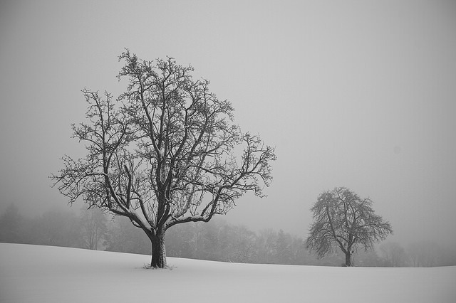 ollebosse:  2 Old trees by mawa_73527 mawpix.com on Flickr.