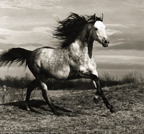 carangi:  Running Horse by Peter Hujar1985 porn pictures
