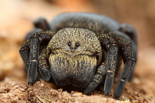 invertebrates:spiders-spiders-spiders:Velvet spider lady by Nikola Rahme on Flickr.  oh my god.. it’s so round and chubby.. i can’t handle it