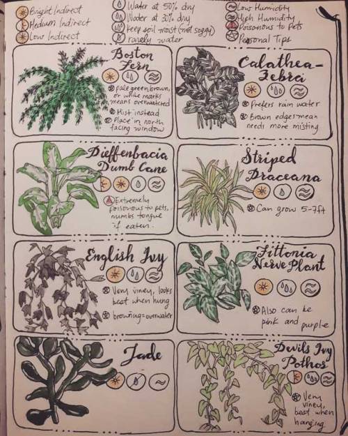 plant care guide