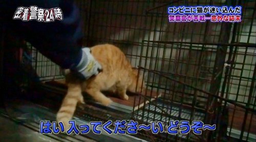 japanesetranslated: nevergreencat: ある罪で警察に逮捕されたネコと、ネコに尋問を試みる警官のやりとりが可愛いわ平和だわで超笑える #警察24時 - Togetterま